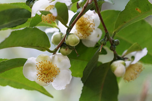 Camellia sinensis: la planta detrás de una taza de té